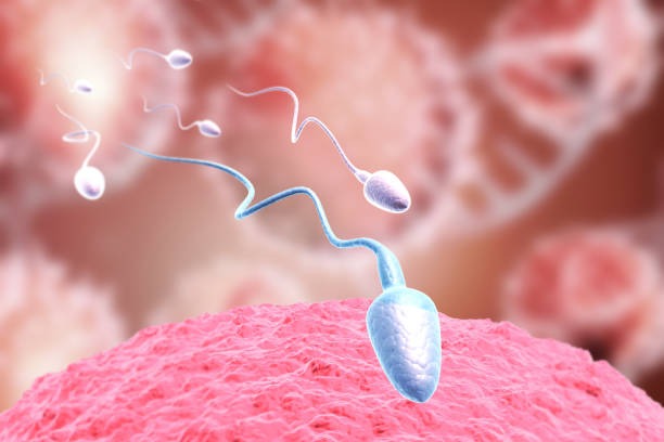 What Is the Average IVF Cost Per Cycle in India?
